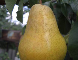 Георгиевская ранняя купить