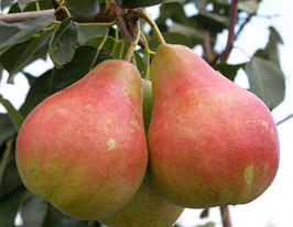 Свадебная купить