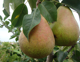 Карола купить