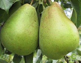 Бланка купить