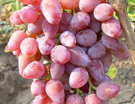 Рожевий Тимуркупити