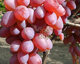 Юпітер Чех (кишмиш)купити