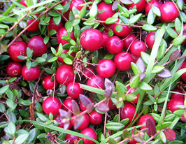 Клюква морозостойкая Пилигрим Pilgrim купить