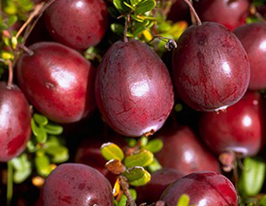 Клюква морозостойкая Бен Лир (Ben Lear) купить