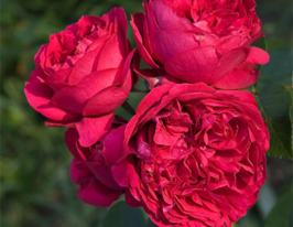 Троянда паркова Ред Іден Роуз (Red Eden Rose)купити