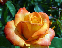 Троянда чайно-гібридна Міракл Miracleкупити