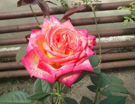 Троянда чайно-гібридна Утопія (Utopia) купити