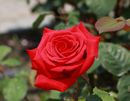 Роза Red Mikado (Ред Микадо) купить