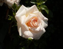 Троянда англійська Пенні Лейн (Penny Lane) купити