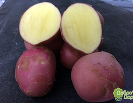 Картофель Моцарт Mozart купить