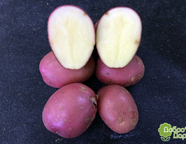 Картофель Ред Скарлет Red Scarlet купить