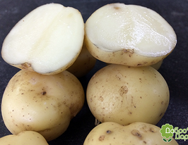 Картофель Сифра Sifra купить