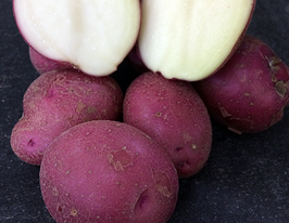 Картофель Фламенко Flamenco купить