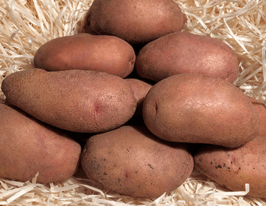 Катофель Случ купить