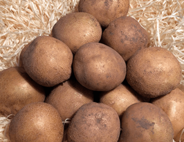 Картофель Щедрык купить