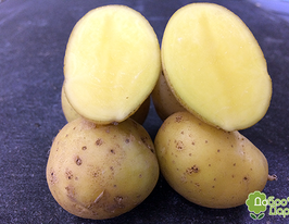 Картофель Росава купить