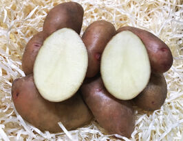 Картофель Аника купить