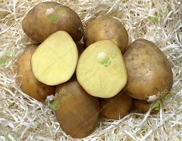 Картофель Кимерия купить