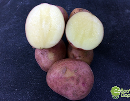 Картофель Злагода купить