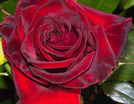 Троянда чайно-гібридна Блек Меджик (Black Magic)купити