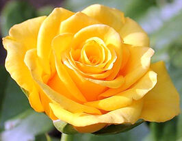 Троянда чайно-гібридна Керіо (Kerio)купити