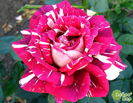 Pestraja fantasia (Пестрая фантазия) купить