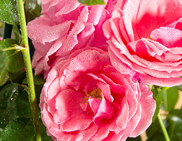 Lawinia (Лавінія)купити