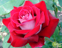 Luxor (Люксор) купить