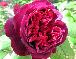 Роза Вильям Шекспир William Shakespeare купить