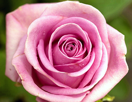 Aqua (Аква)купити