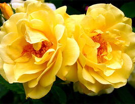 Golden gate (Золотые ворота) купить