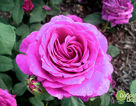 Big purple (Біг пьорпл)купити