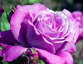 Blue parfum (Блю парфюм)купити