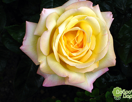 Троянда чайно-гібридна Глорія Дей Gloria Deiкупити