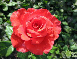 Троянда чайно-гібридна Корвет Сorvetteкупити