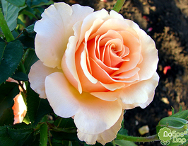 Prima Donna (Примадонна)купити