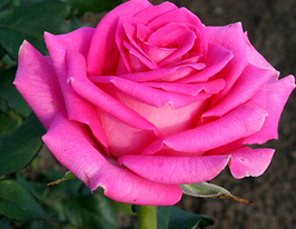 Topaz (Топаз)купити