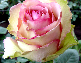 Adventure (Едвенчер)купити