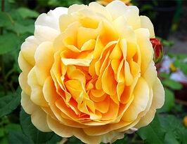 Троянда Голден Селебрейшн Golden Celebrationкупити