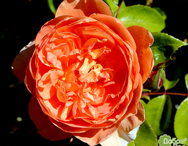 Роза Pat Austin (Пэт Остин) купить