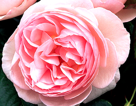 Троянда Heritage (Херітейдж)купити