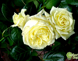 Троянда плетиста Ельф Elfeкупити