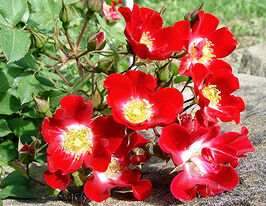 Rouge meillandecor (Руж мейяндекор)купити