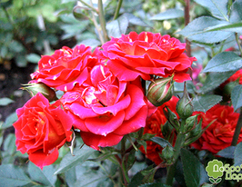 Grand festival (Гранд фестивальная) купить