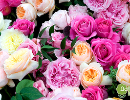 Мікс із сортів трояндкупити