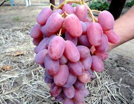 Виноград Виктор купить
