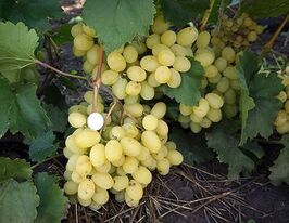 Виноград Лоракупити