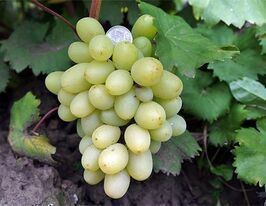 Виноград Новий Подарунок Запоріжжюкупити