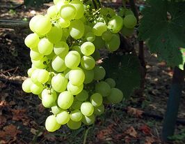 Виноград Свитлына купить