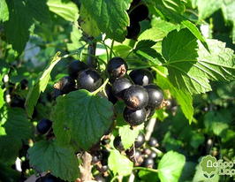 Tines (Тінес)купити